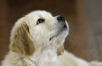 A terápiás kutya, mint motivációs tényező a különböző fejlesztő foglalkozások során – Workshop